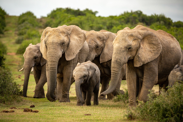 imagen de una manada de elefantes