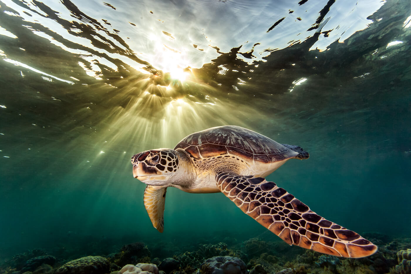 imagen de una tortuga marina
